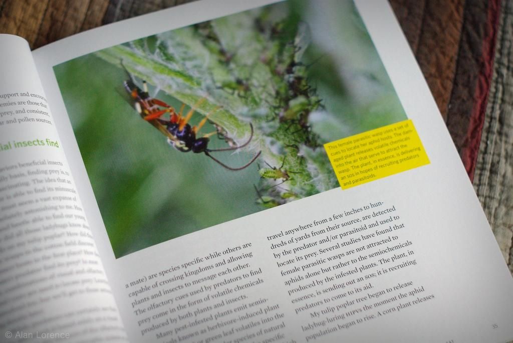 It's Not Work, It's Gardening! Book Review Attracting Beneficial Bugs...